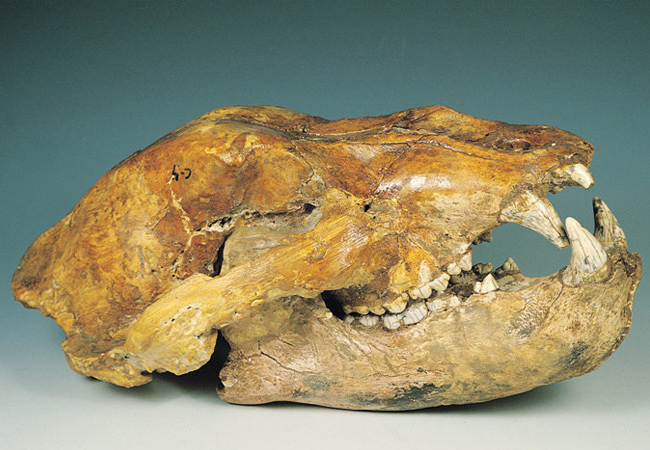Cráneo de oso de las cavernas de la colección donada por Trinidad de Torres. Foto: M. Sanchís.